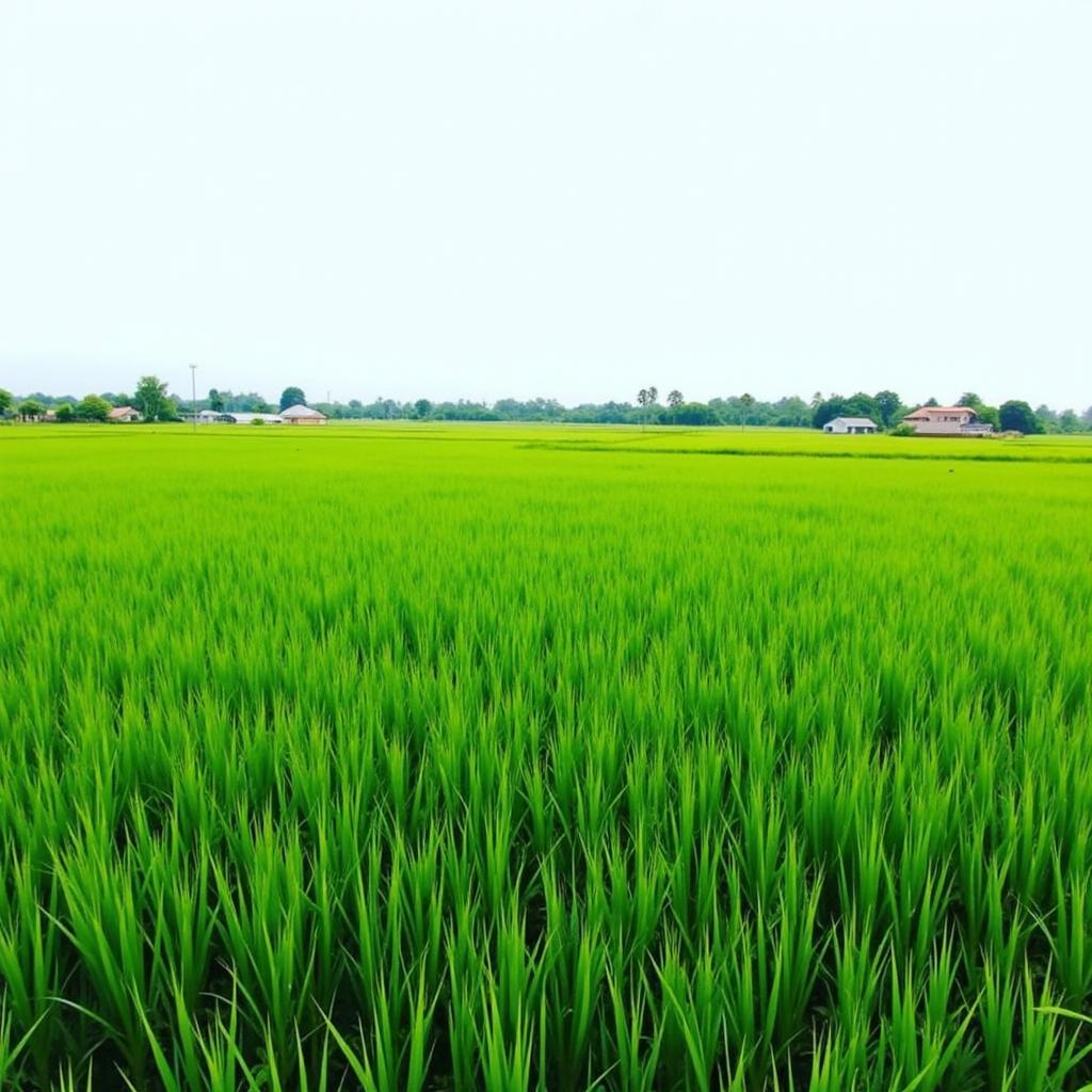 Cảnh đồng lúa xanh mướt tại Xã Nam Lý, Tỉnh Hà Nam vào mùa vụ