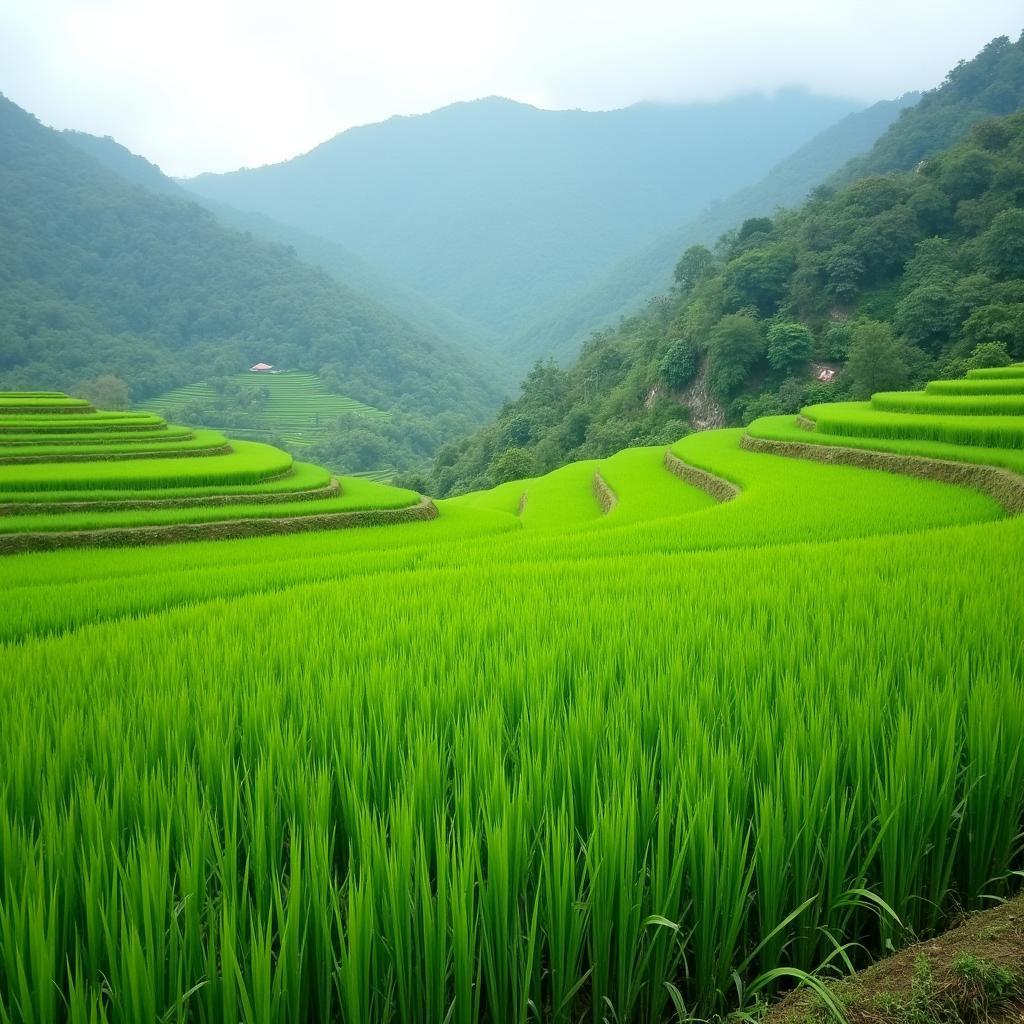 Hình ảnh cánh đồng lúa xanh mướt hoặc hoạt động nông nghiệp tại Xã Thăng Điền, Thăng Bình