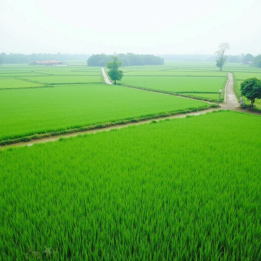Canh quan nong thon yen binh voi canh dong lua va con duong lang nho o Xa Doai Phuong, Son Tay