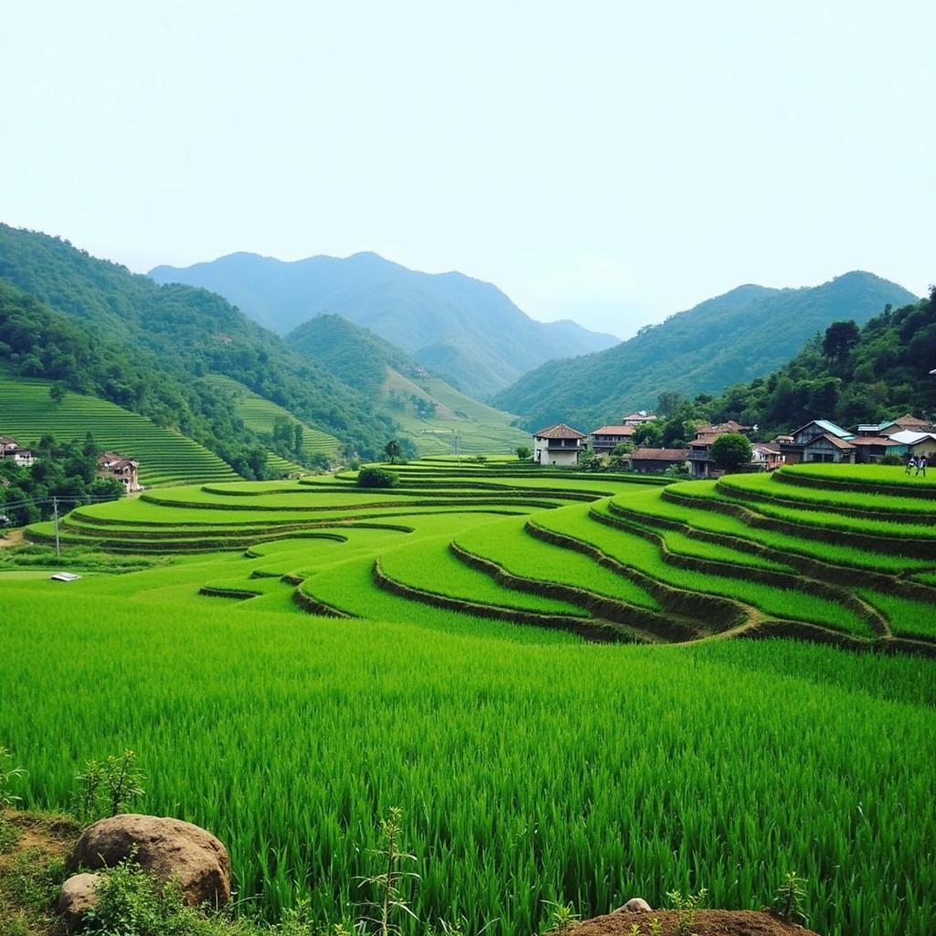 Cảnh quan yên bình, mộc mạc của làng quê Xã Pà Cò, Tỉnh Phú Thọ với ruộng bậc thang và núi đồi