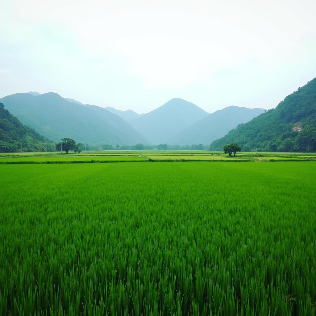 Khung cảnh thanh bình với đồng lúa xanh mướt tại Xã Tiền Phong Tỉnh Phú Thọ