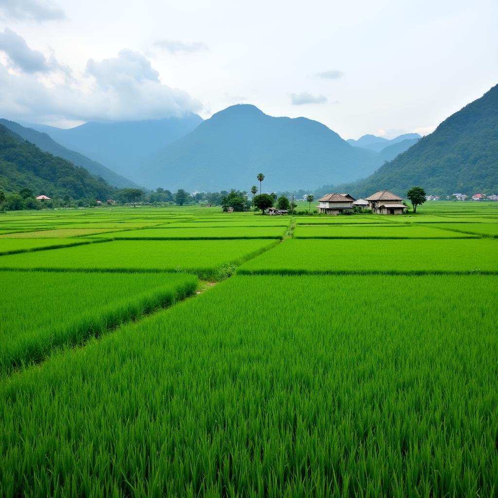 Cảnh quan yên bình với cánh đồng lúa tại Xã Mường Bo, Tỉnh Lào Cai