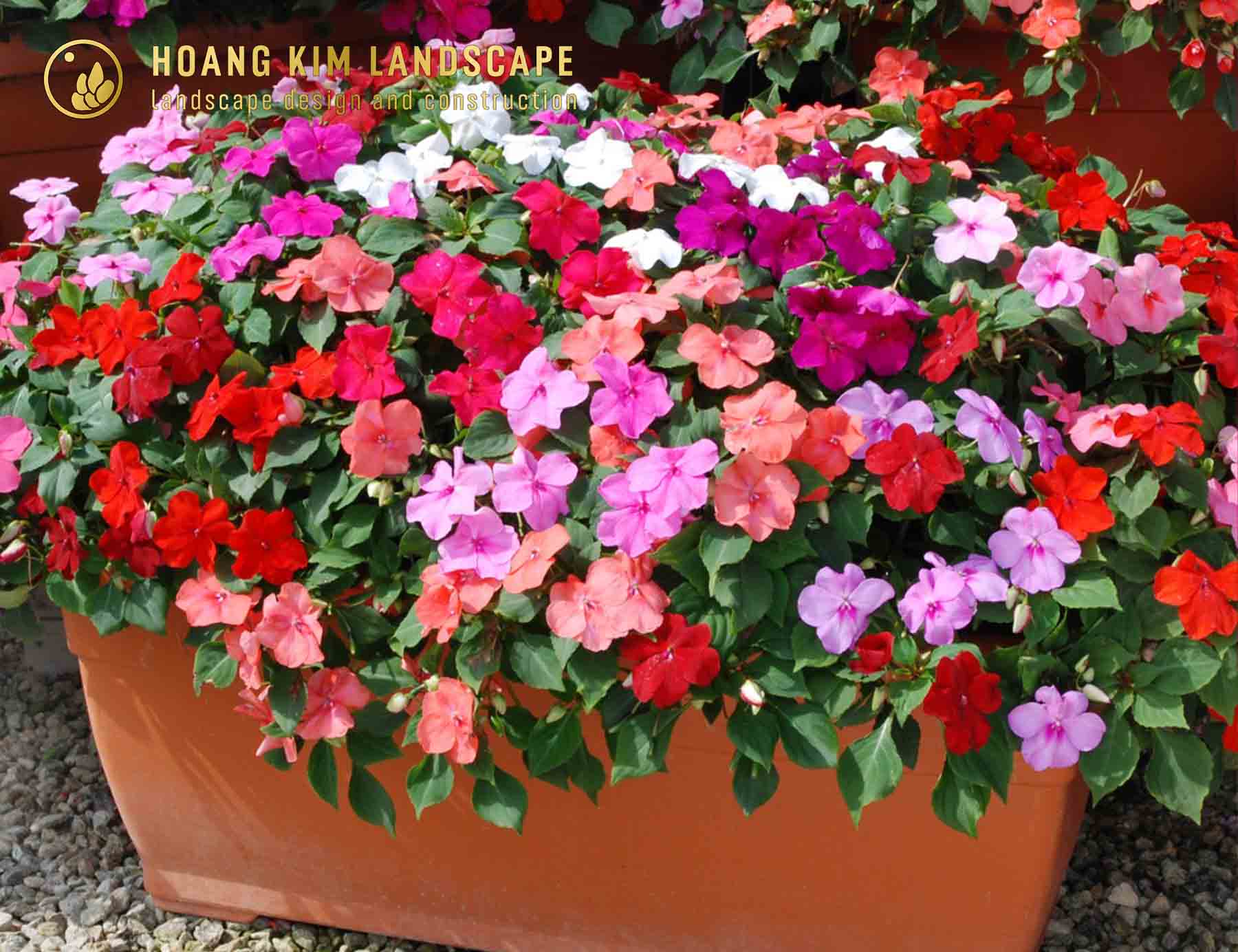 Mai Địa Thảo với hoa sai và đa dạng màu sắc, là Hoa trồng sân vườn đẹp mang vẻ đẹp mộng mơ và đầy sức sống