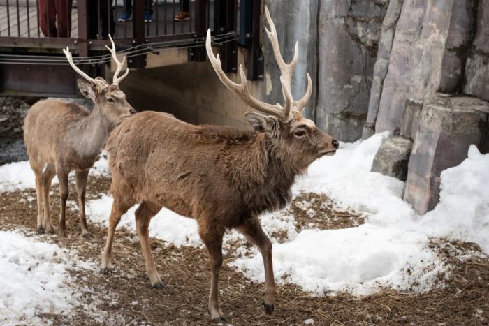 Du lịch Hokkaido tháng 7: Sở thú Asahiyama với chim cánh cụt