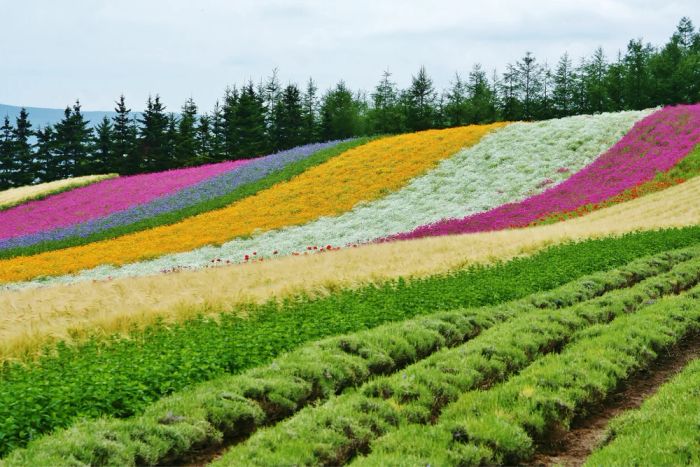Du lịch Hokkaido tháng 7: Cánh đồng hoa oải hương tại trang trại Tomita