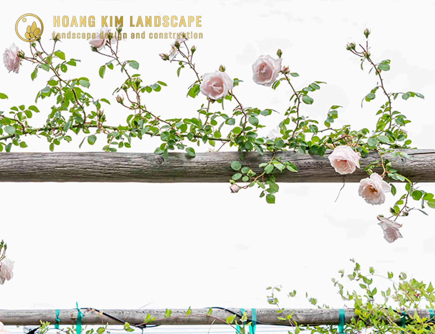 Hồng Leo với những chùm hoa rực rỡ và khả năng leo giàn, là Hoa trồng sân vườn đẹp mang vẻ đẹp thơ mộng, lãng mạn