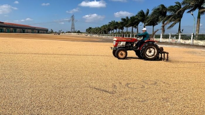 Cảnh quan nông trường cà phê An Thuận với những hàng cây cà phê xanh tốt dưới ánh nắng