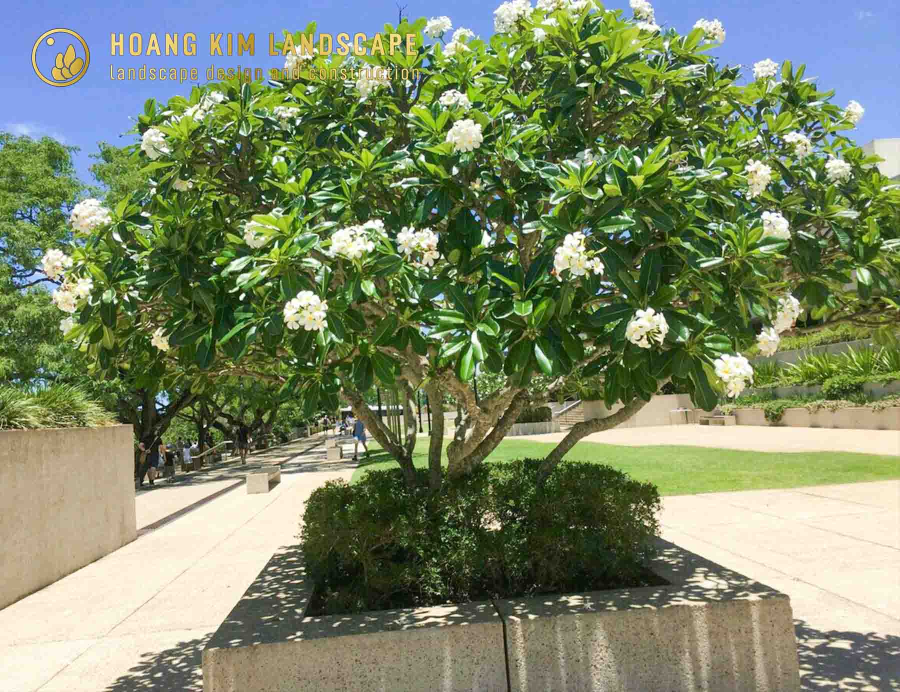 Hoa Sứ Trắng với sắc trắng tinh khôi và hương thơm quyến rũ, là Hoa trồng sân vườn đẹp mang vẻ thanh cao, tao nhã