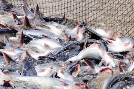 Fatifish tại các sự kiện ngành, khẳng định cam kết phát triển bền vững và trách nhiệm xã hội