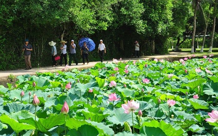 Hoa sen nở rộ tại làng Sen quê Bác