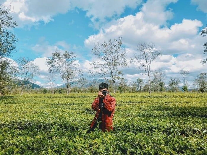 Đồi chè Thanh Chương - điểm du lịch Nghệ An mà bạn nhất định phải ghé thăm