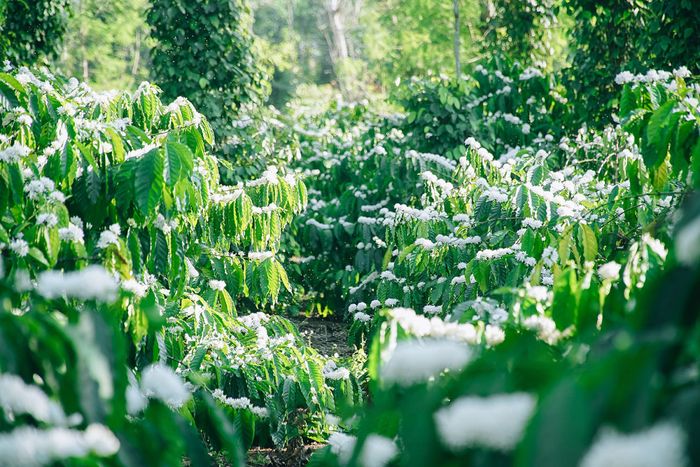 Để thưởng thức đầy đủ nhất, hãy lên kế hoạch du lịch Buôn Mê Thuột từ tháng 12 đến tháng 3.