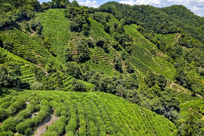 Đồn điền chè Long Tĩnh, địa điểm du lịch Chiết Giang xanh mát