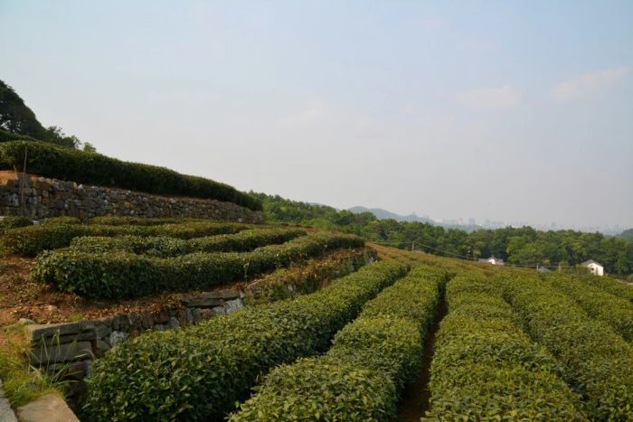 Cảnh quan đồn điền chè Long Tĩnh, địa điểm du lịch Chiết Giang