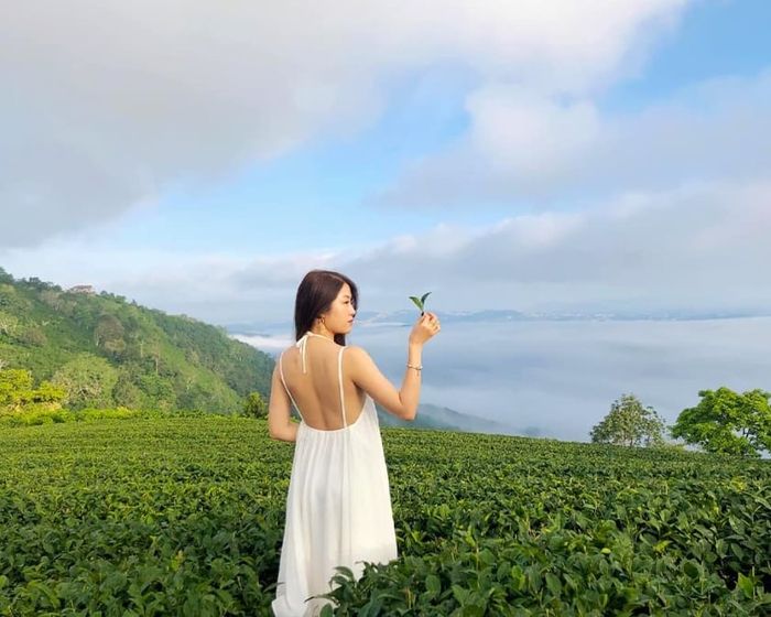 Đồi chè Cầu Đất