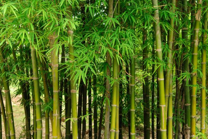 Rừng tre An Cát, địa điểm du lịch Chiết Giang mát mẻ