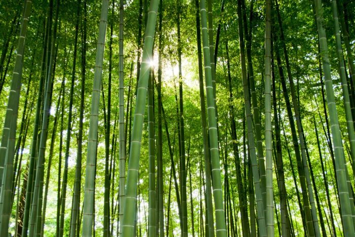 Rừng tre An Cát, địa điểm du lịch Chiết Giang dành cho những ai thích mạo hiểm