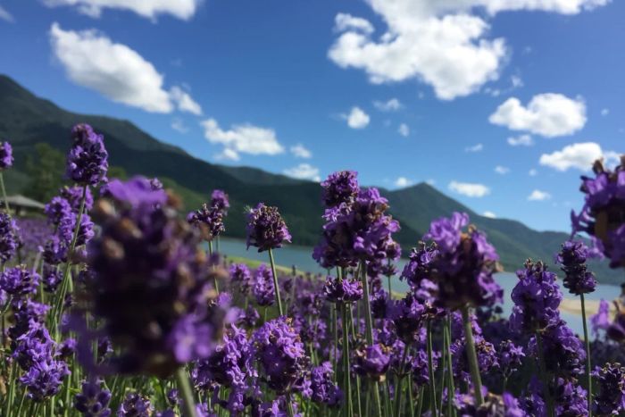 Du lịch Hokkaido tháng 7: Cánh đồng hoa lavender tại trang trại Furano
