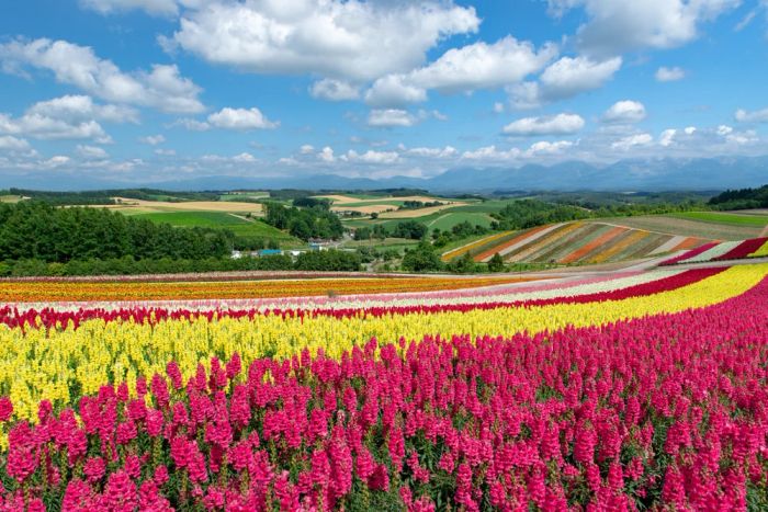 Du lịch Hokkaido tháng 7: Cảnh quan xanh tươi dưới nắng hè