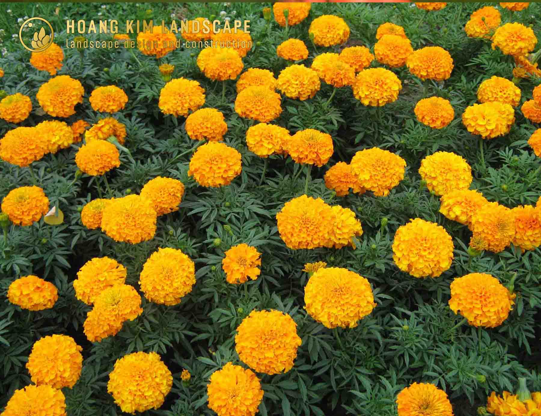 Sắc vàng rực rỡ của Cúc Vạn Thọ làm bừng sáng không gian, là lựa chọn tuyệt vời trong danh sách Hoa trồng sân vườn đẹp