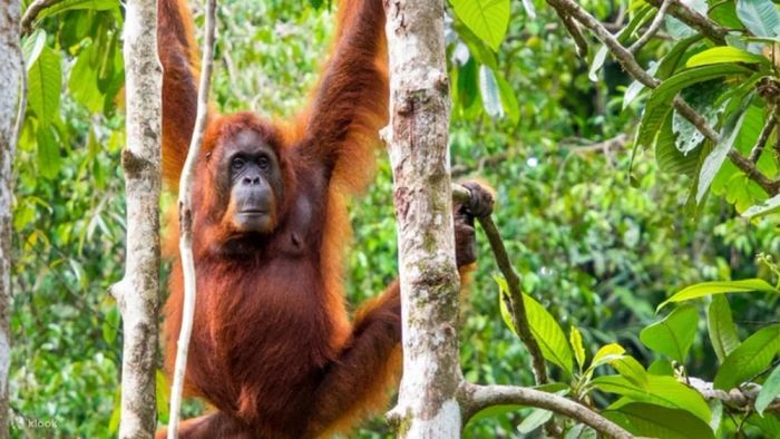Trung Tâm Động Vật Hoang Dã Semenggoh – Địa điểm du lịch Kuching