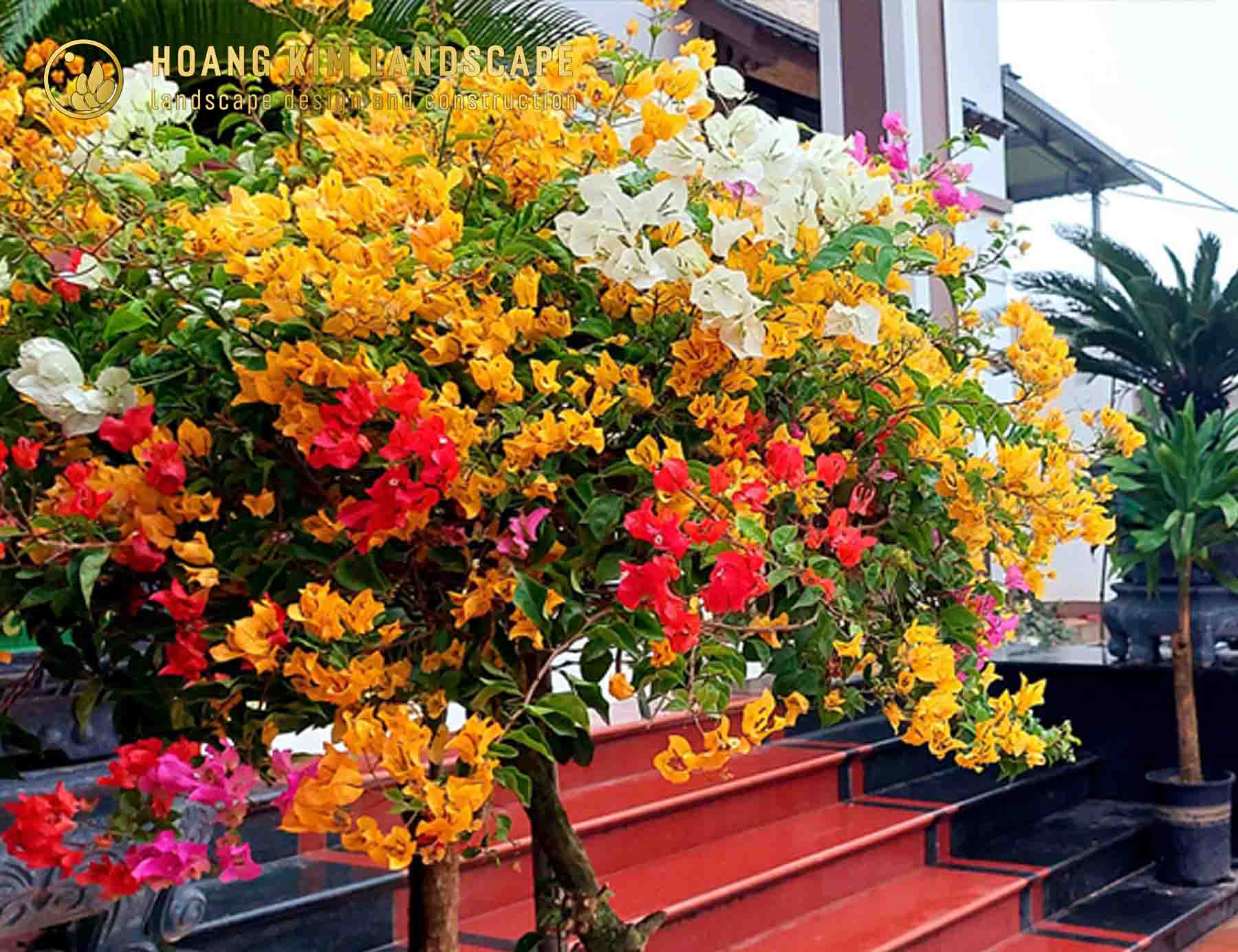 Hoa Giấy rực rỡ sắc màu, tượng trưng cho sự kiên cường và hạnh phúc, là Hoa trồng sân vườn đẹp được yêu thích
