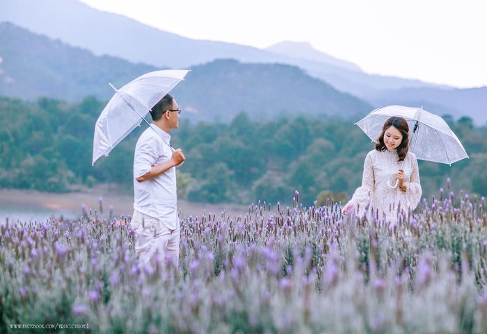 Đồng hoa lavender nở rộ vào tháng 7, 8