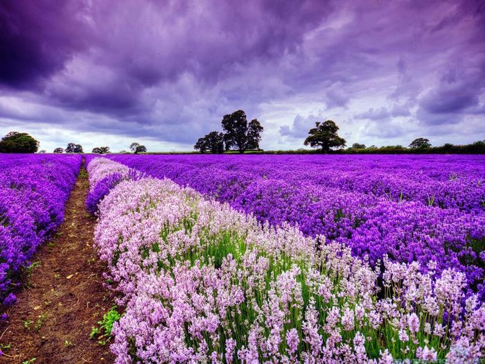 Cánh đồng hoa lavender Đà Lạt
