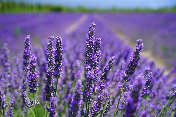 Sắc tím đặc trưng của hoa lavender Đà Lạt
