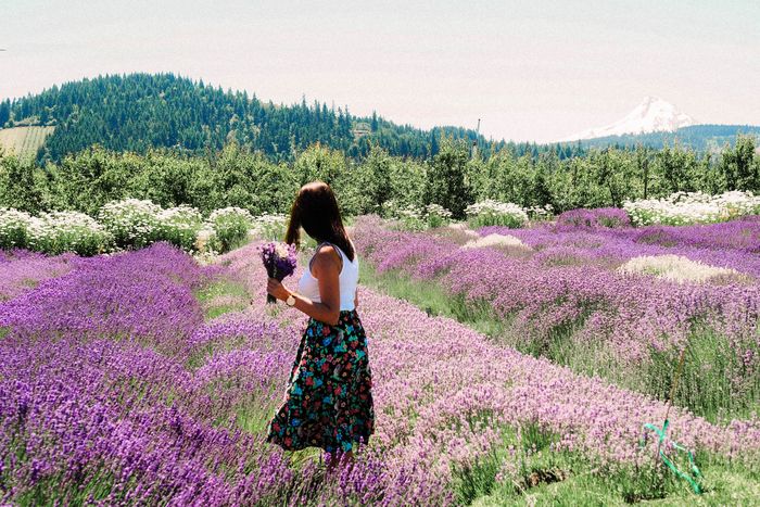 Hoa lavender gắn liền với chuyện tình buồn