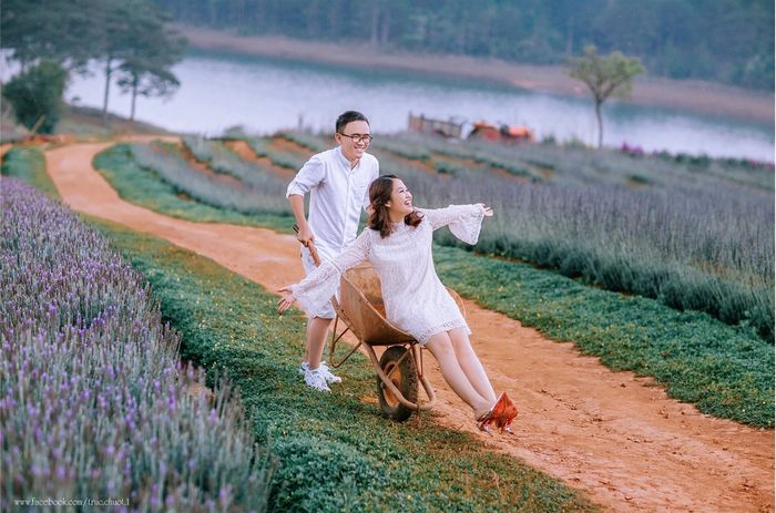 Đồng hoa lavender bên hồ Tuyền Lâm