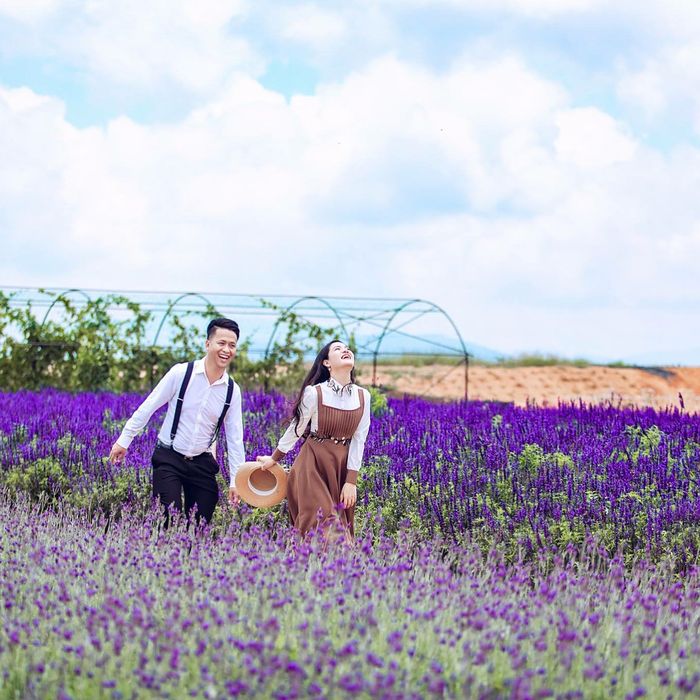Vườn hoa lavender Đồi chè Cầu Đất