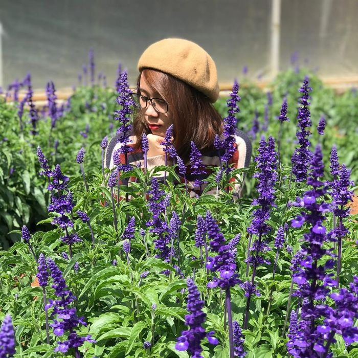 Vườn hoa lavender Làng hoa Vạn Thành