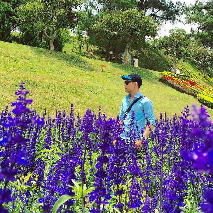 Vườn hoa lavender Đà Lạt ở Thung Lũng Tình Yêu