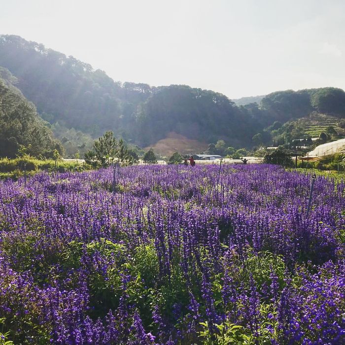 Đồng hoa lavender Đà Lạt rộng lớn ở đồi chè Cầu Đất