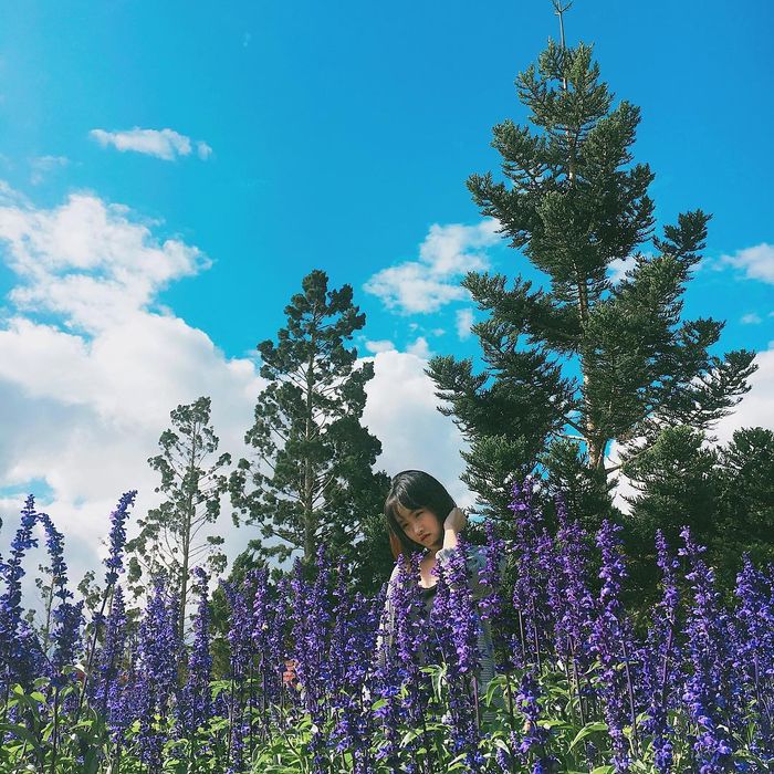 Du khách chụp ảnh ở đồng hoa lavender Đà Lạt