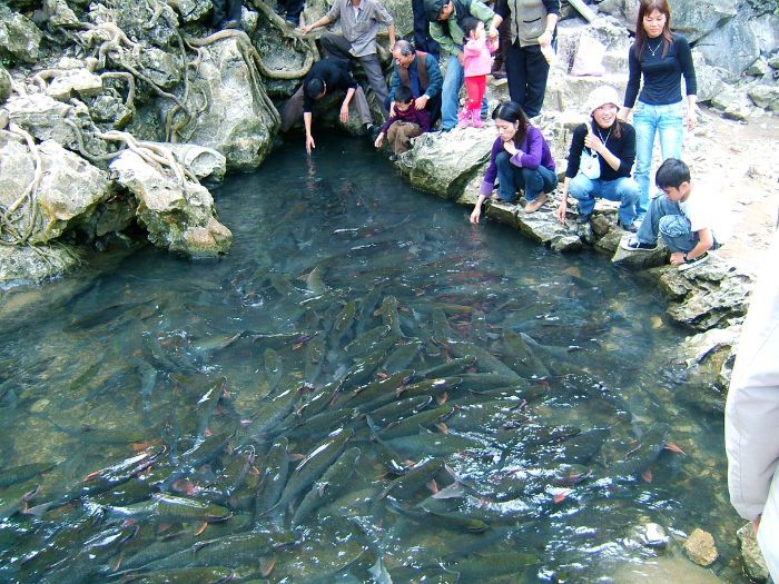 Hàng ngàn cá thần linh thiêng tại Cẩm Lương Thanh Hóa