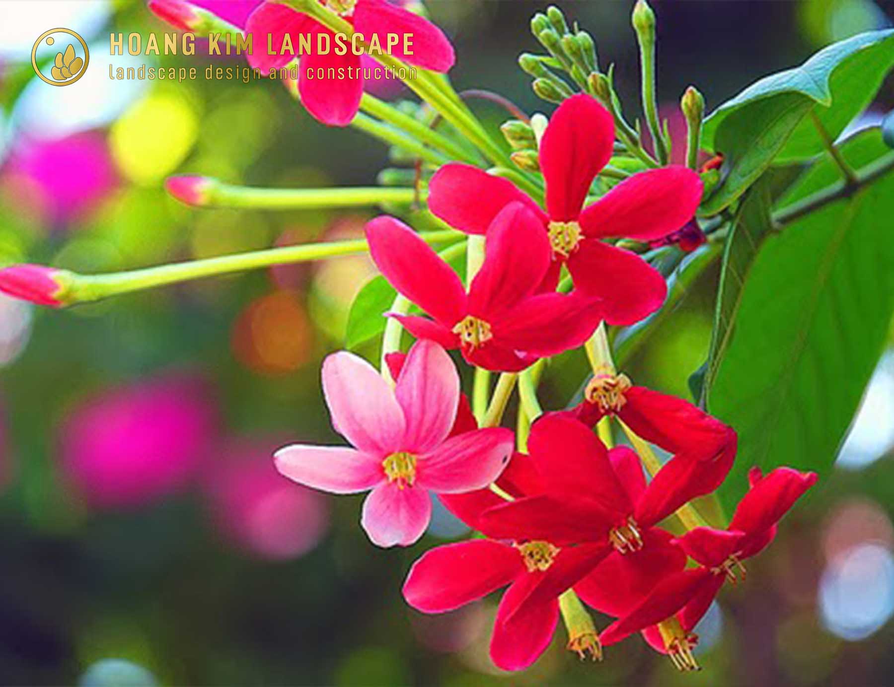 Sử Quân Tử với sắc hoa đổi màu độc đáo và hương thơm quyến rũ, là Hoa trồng sân vườn đẹp mang vẻ thơ mộng