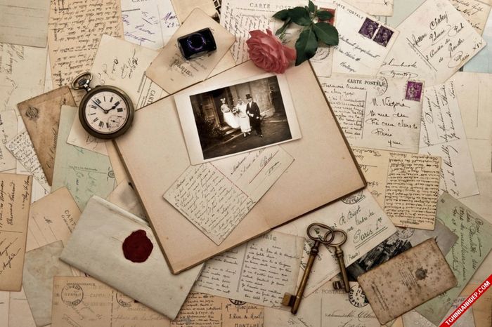 Hình minh họa (Nguồn internet) chim cánh cụt tại đảo Philip, Melbourne