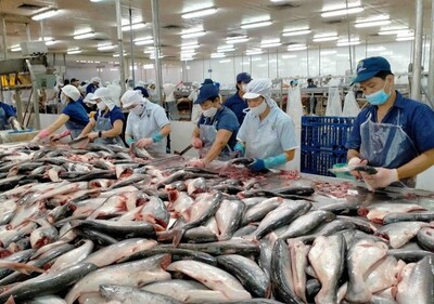 Hình ảnh minh họa sản phẩm cá tra chất lượng của Fatifish, khẳng định uy tín trên thị trường