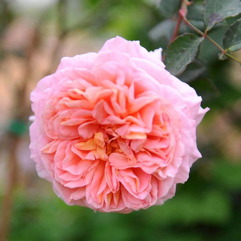 Hoa hồng Abraham Darby với màu hồng cam rực rỡ