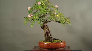 allintitle:Cách làm vườn hoa hồng nghệ thuật, một cây hoa hồng bonsai với hoa hồng phấn nở rộ.