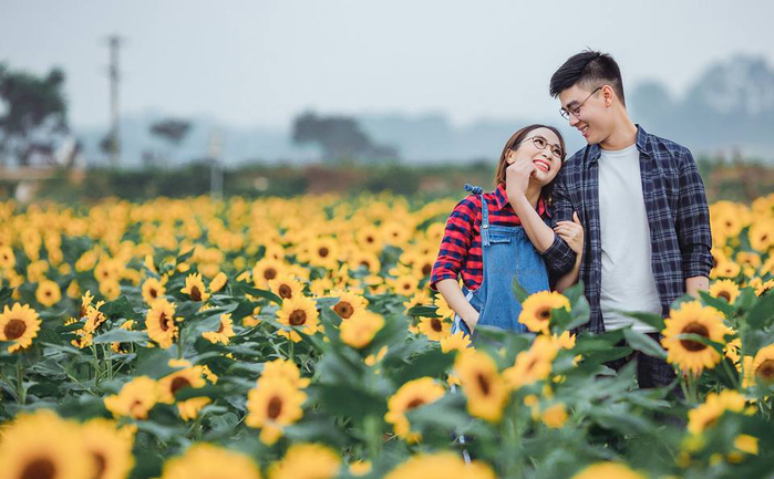 Vườn hoa hướng dương bắc giang rực rỡ dưới nắng sớm tại Rosegarden