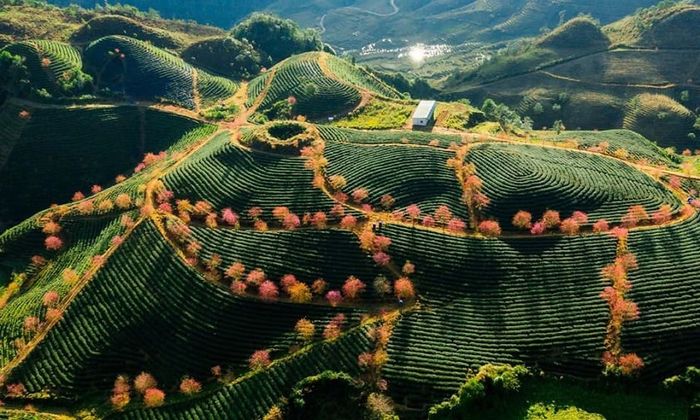 Đồi chè Ô Long Sa Pa – một điểm nhấn xanh mát trên bản đồ du lịch Việt Nam