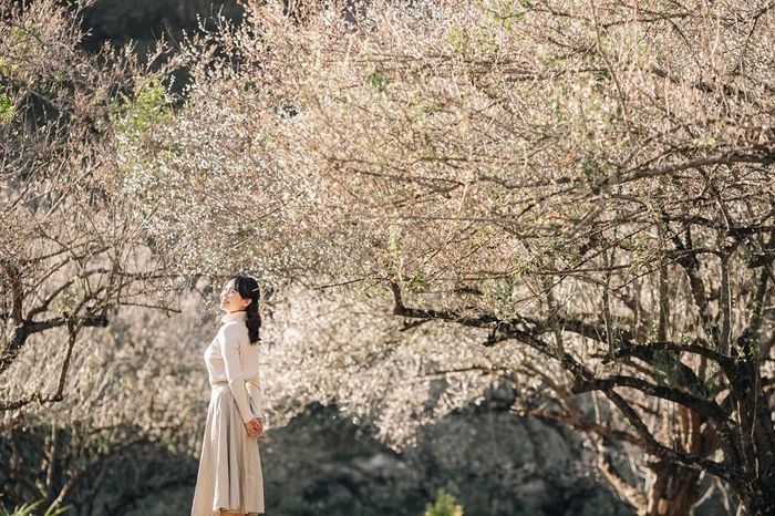Thung lũng mận Nà Ka Mộc Châu – điểm đến lãng mạn trên bản đồ du lịch Việt Nam