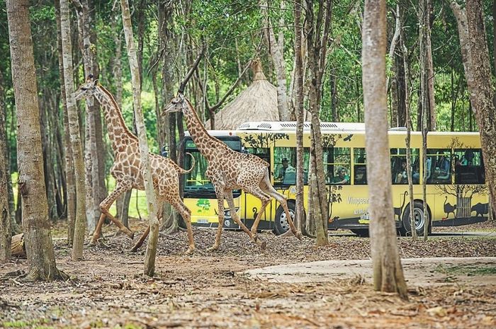 Vinpearl Safari Phú Quốc – trải nghiệm thế giới động vật trên bản đồ du lịch Việt Nam
