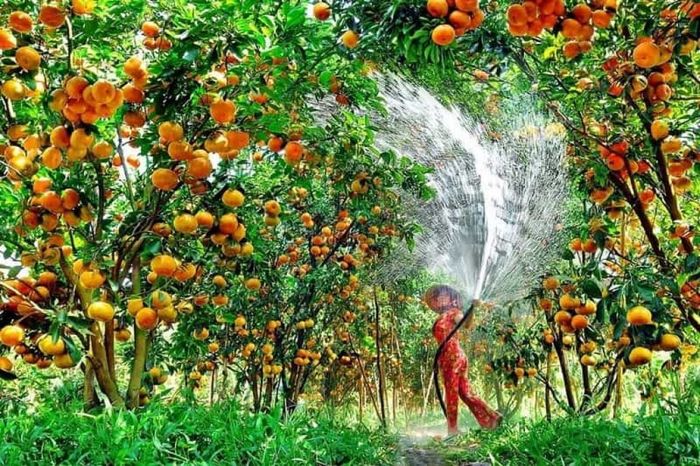 Miệt vườn Bến Tre – vẻ đẹp xanh mát đặc trưng trên bản đồ du lịch Việt Nam