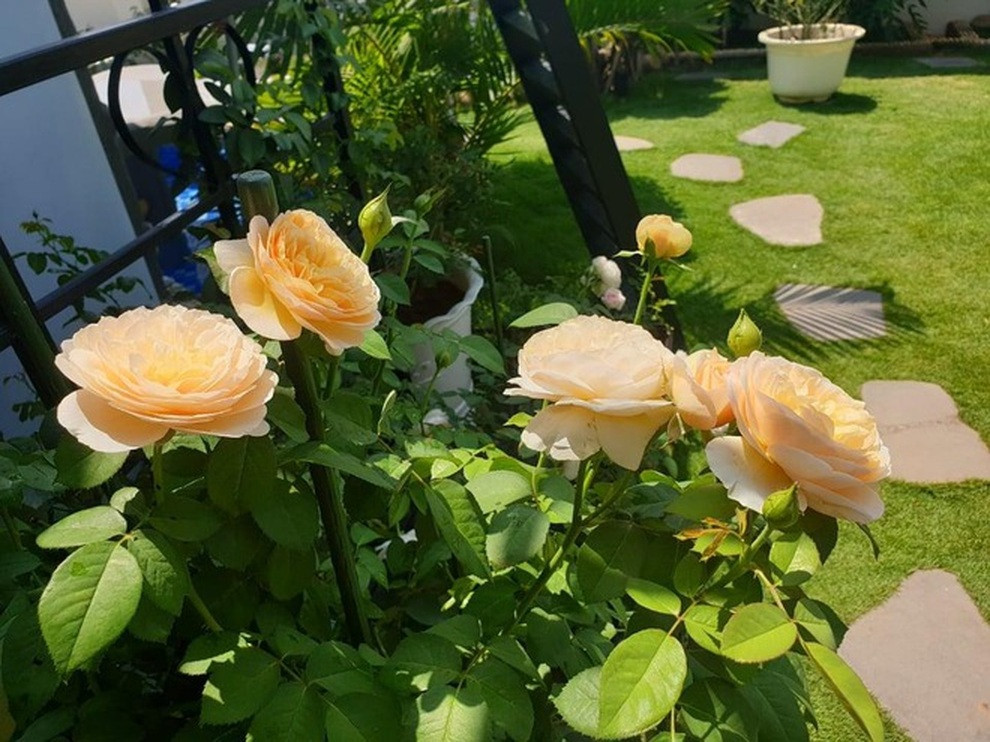 Bón phân hữu cơ dịch cá và chuối đậu tương giúp hoa hồng sân thượng nở rộ, màu sắc tươi tắn