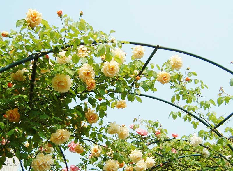 Bức tranh hoa hồng vàng kết hợp ăn ý