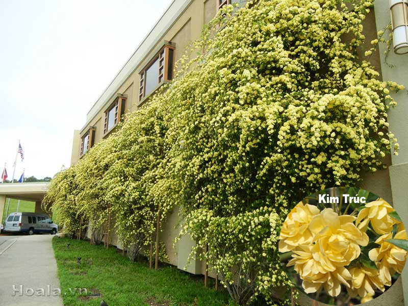 Bức tường hoa hồng vàng rực rỡ dưới nắng
